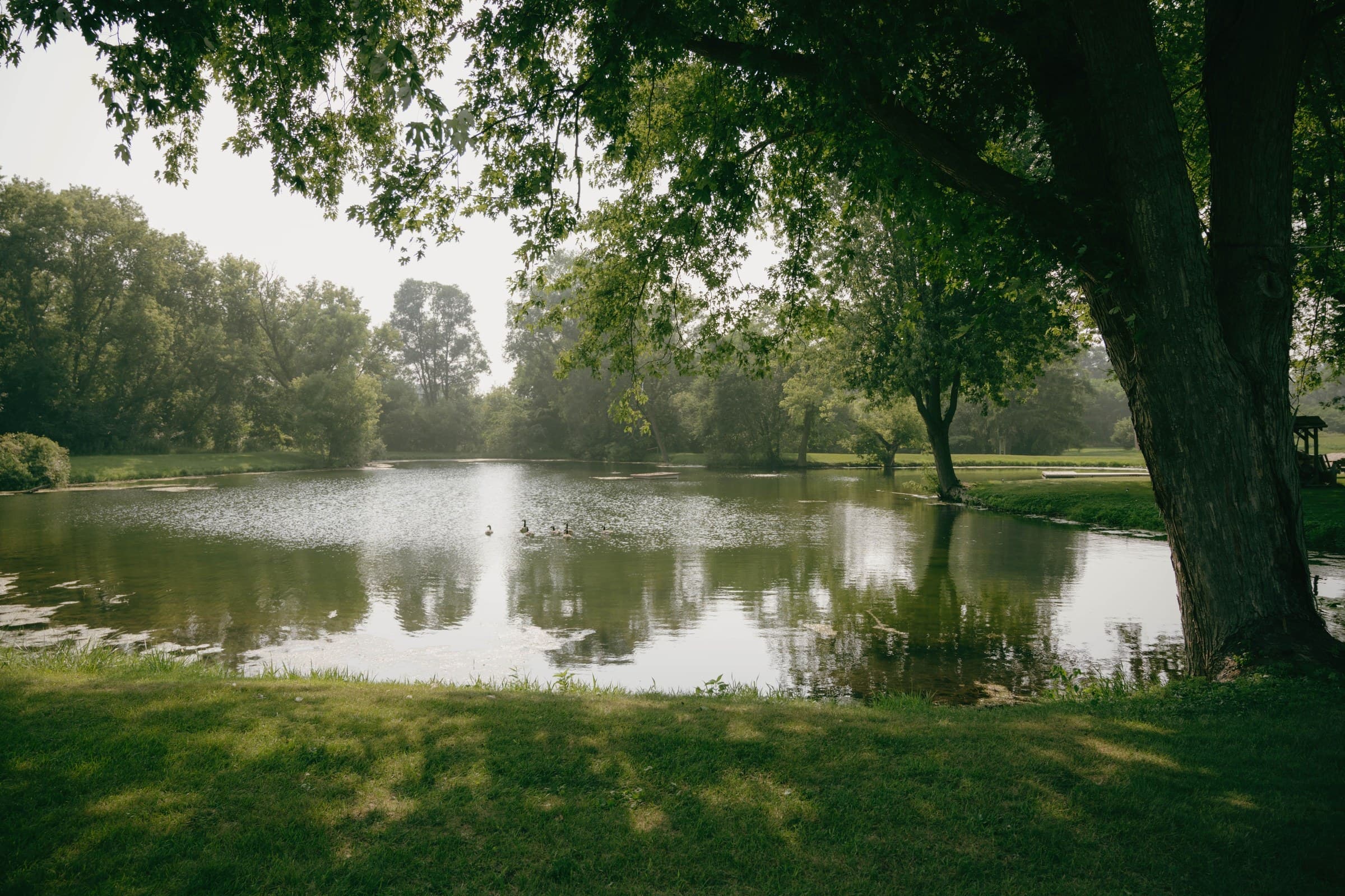 Big shade trees around a quiet lake in daylight, like the lake lots we trim and remove trees on in Clinton, IL