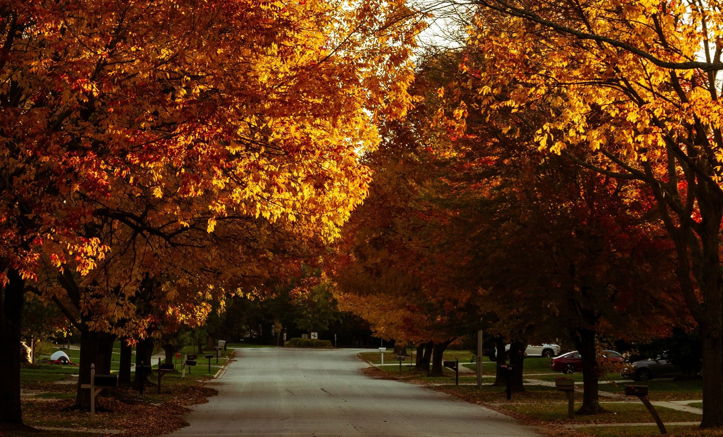 A quiet subdivision street lined with maples in fall color