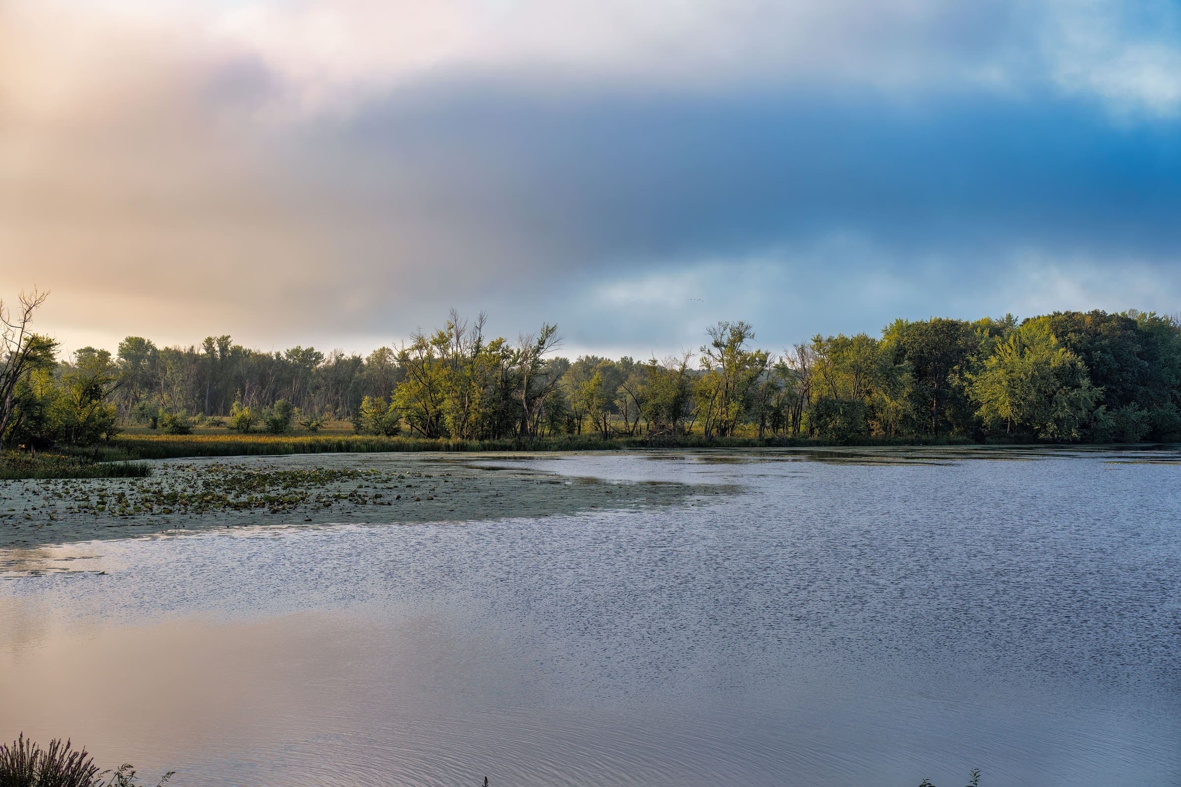 A flat river-bottom lake edge lined with trees, the kind of ground we work for tree removal near Harristown, IL