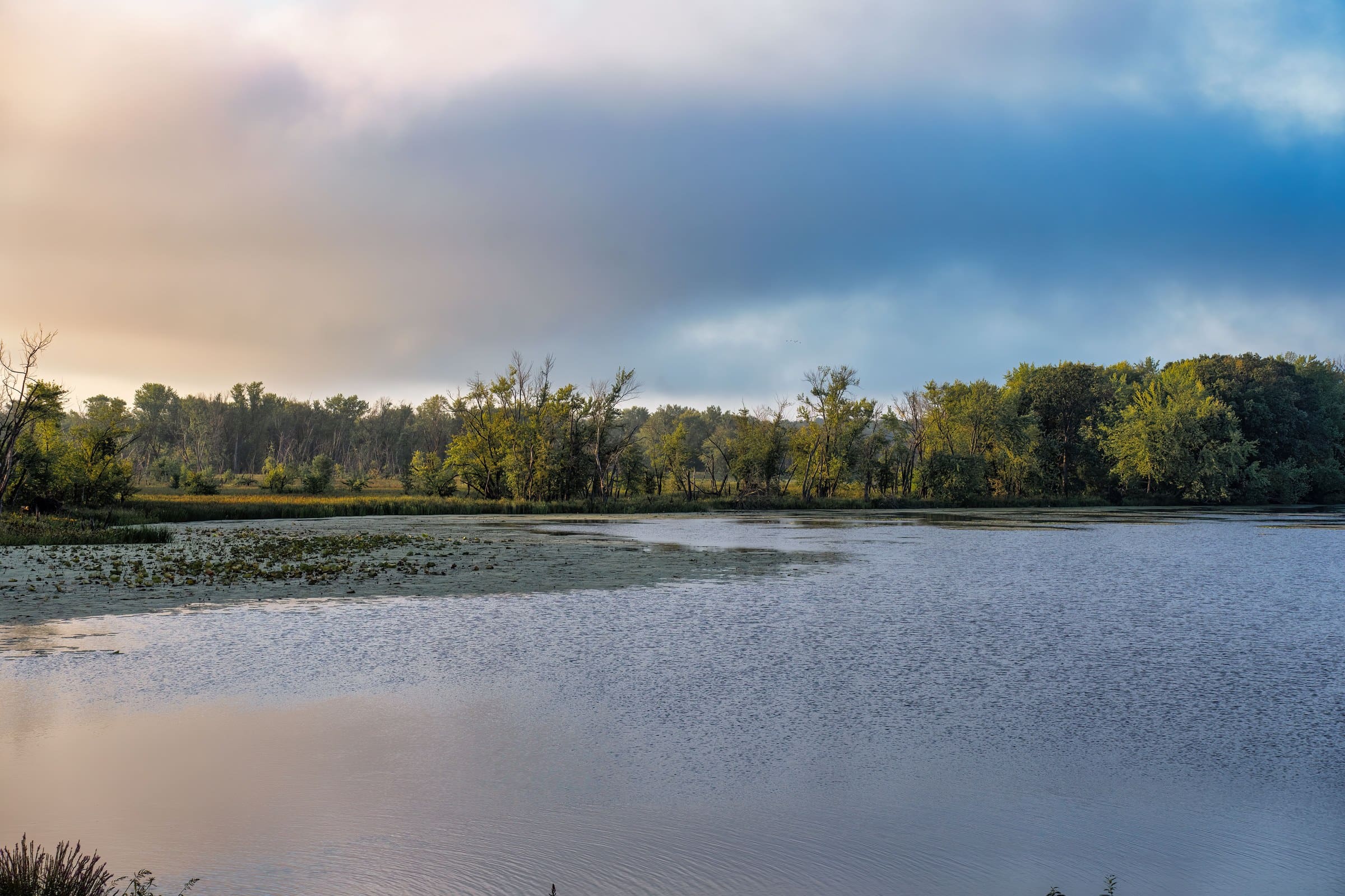 A flat river-bottom lake edge lined with trees, the kind of ground we work for tree removal near Harristown, IL