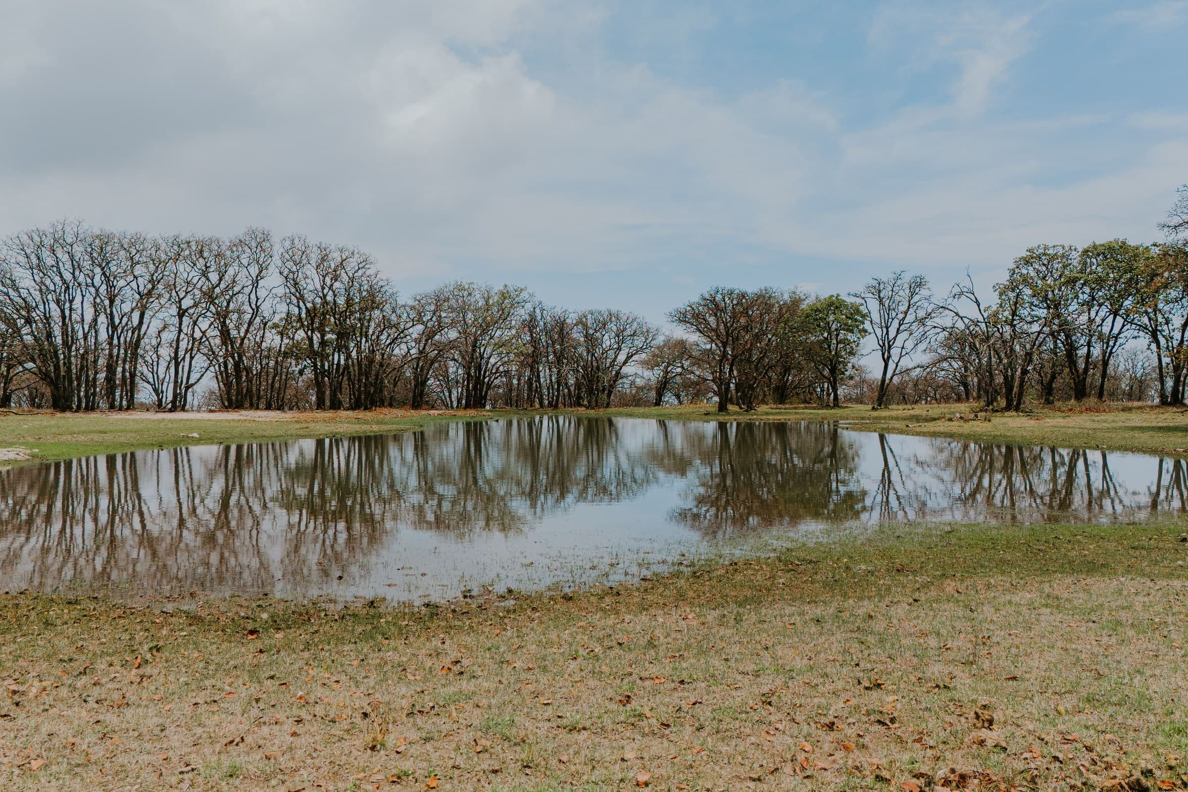 Bare trees reflected in flat water near Long Creek, IL, where we handle tree removal after storms