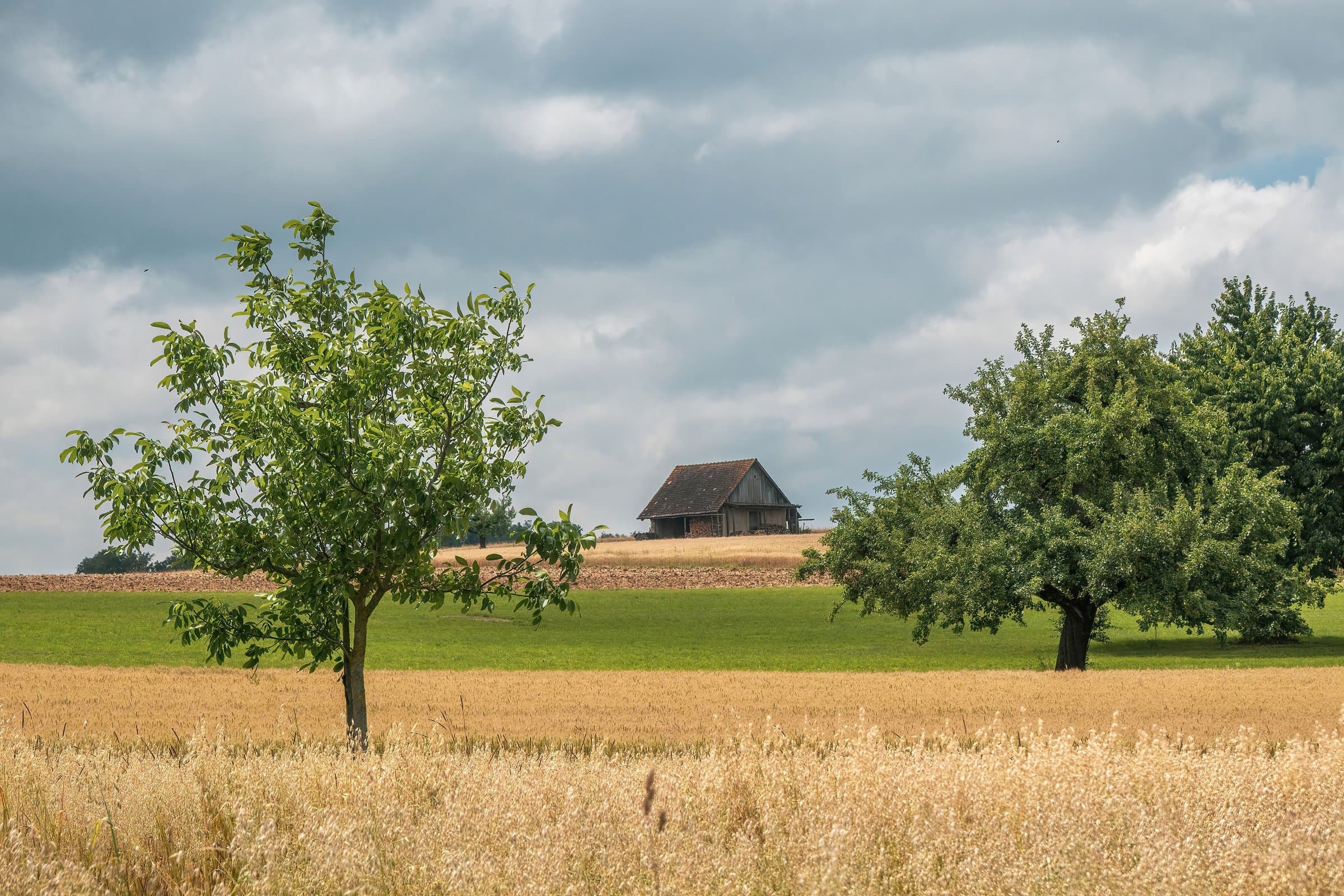 Trees standing in open farm fields with a barn in the distance