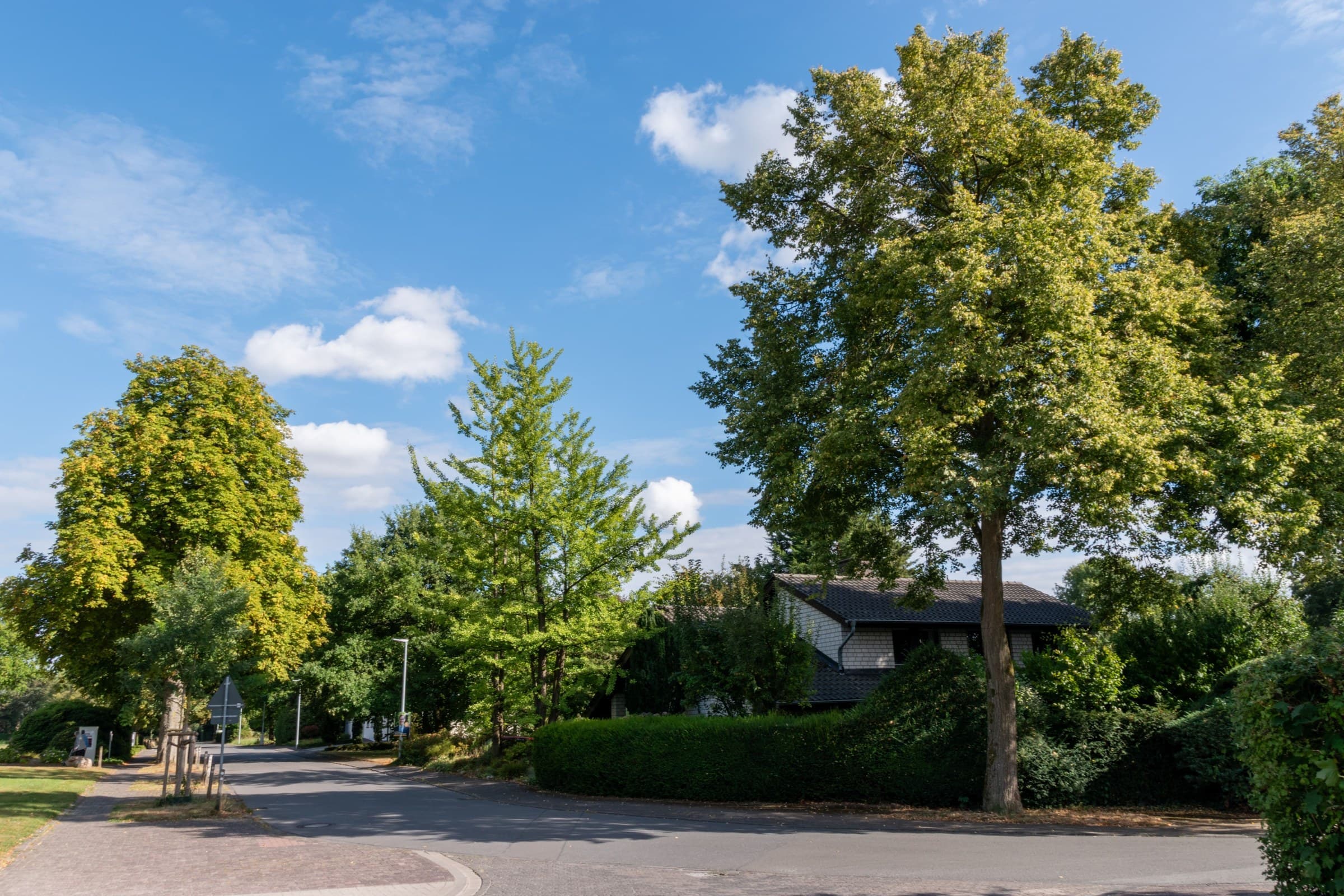 A suburban street lined with big shade trees in Mount Zion, IL, ready for tree service