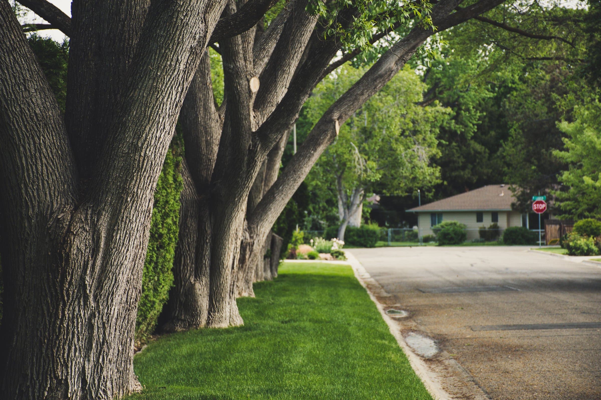 Big old shade trees along a quiet small-town street